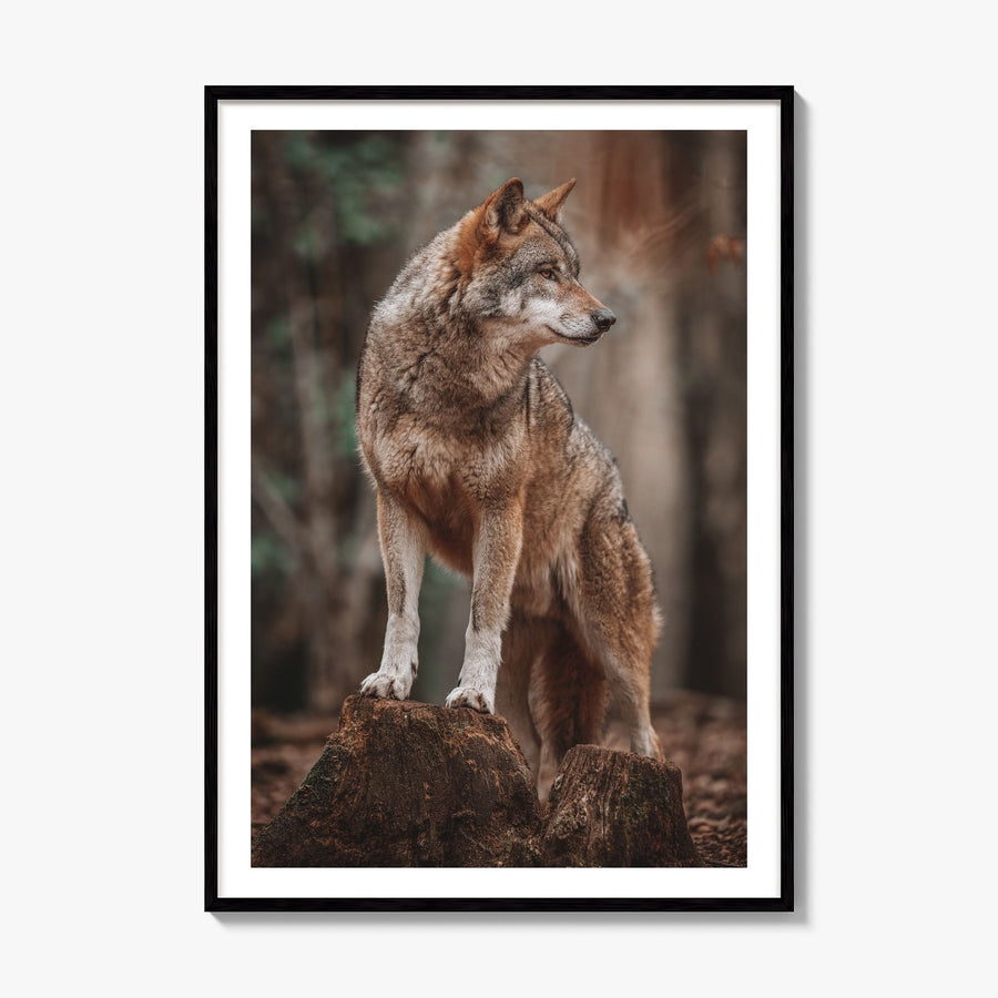 Wolf Photo No 1 Poster, framed poster mockup, white border