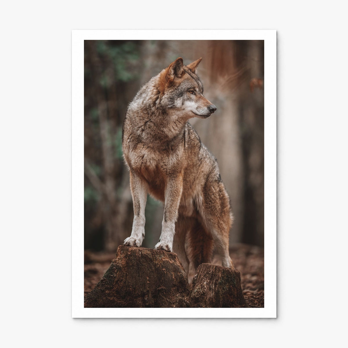Wolf Photo No 1 Poster, print only (unframed), white border