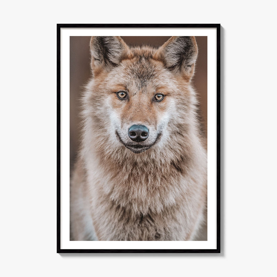 Wolf Photo No 2 Poster, framed poster mockup, white border