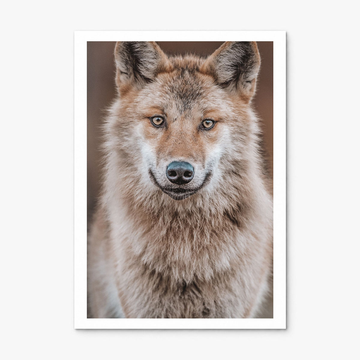 Wolf Photo No 2 Poster, print only (unframed), white border