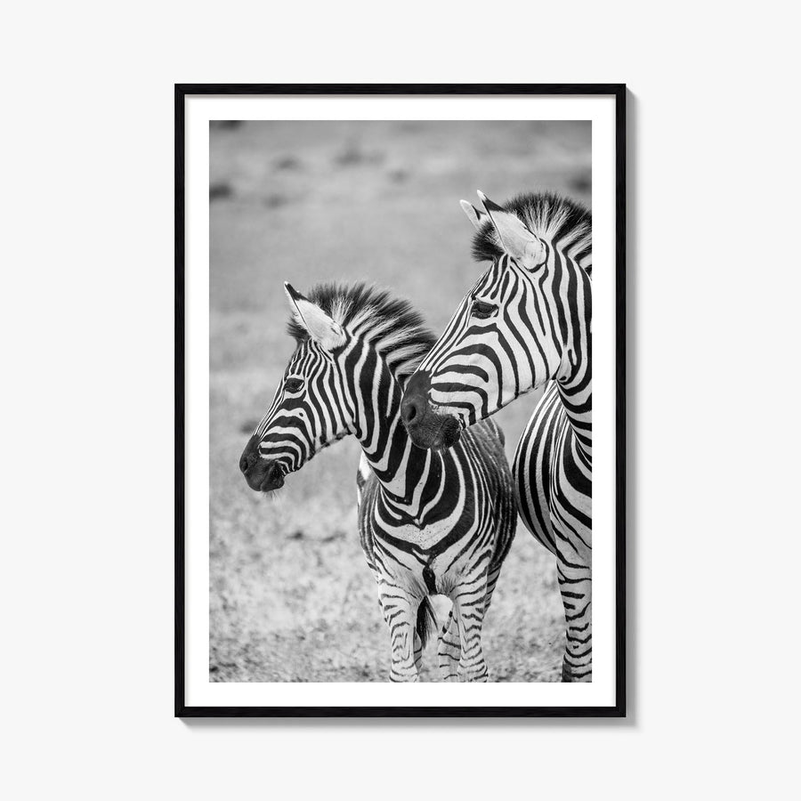 Zebra no. 2 black & white photo poster – vertical wall art, unframed print shown in interior mockup