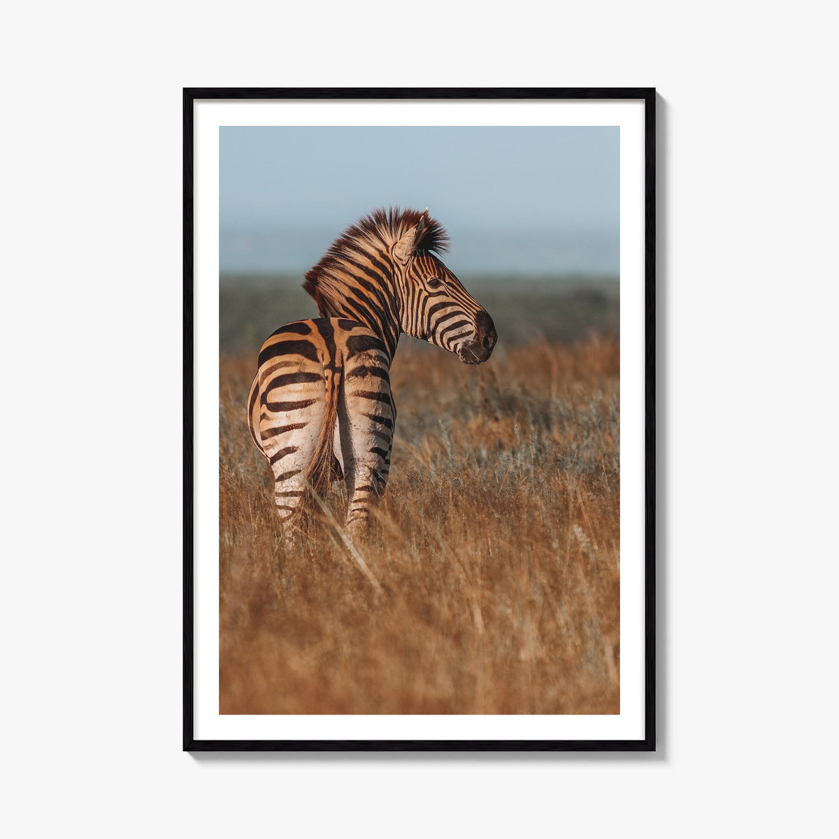 Zebra no. 2 colorful photo poster – vertical wall art, unframed print shown in interior mockup