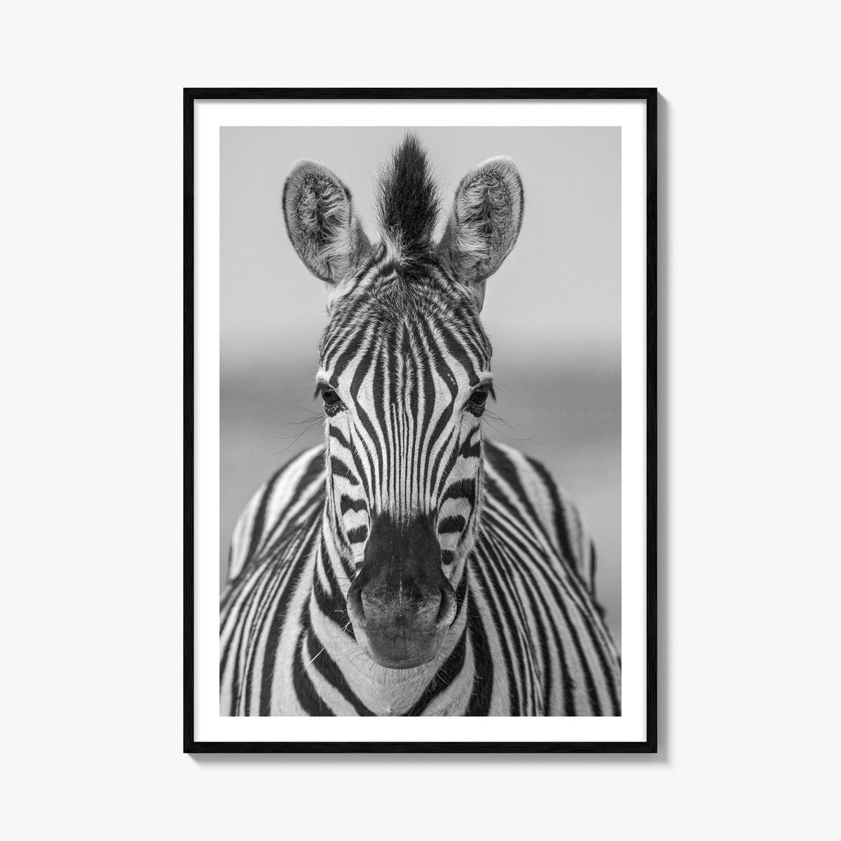 Zebra no. 3 black & white photo poster – vertical wall art, unframed print shown in interior mockup