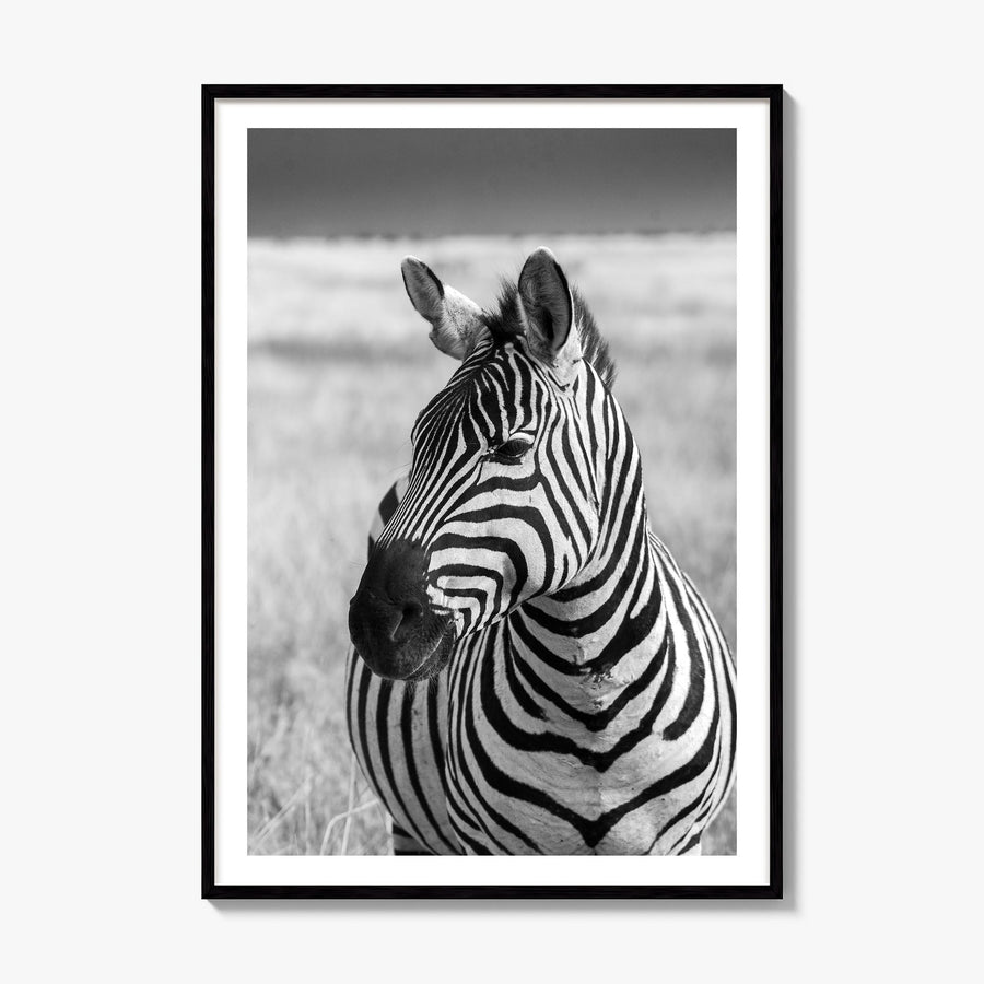 Zebra Photo No 1 Poster, framed poster mockup, white border
