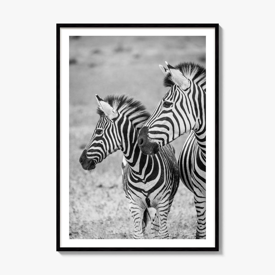 Zebra Photo No 2 Poster, framed poster mockup, white border