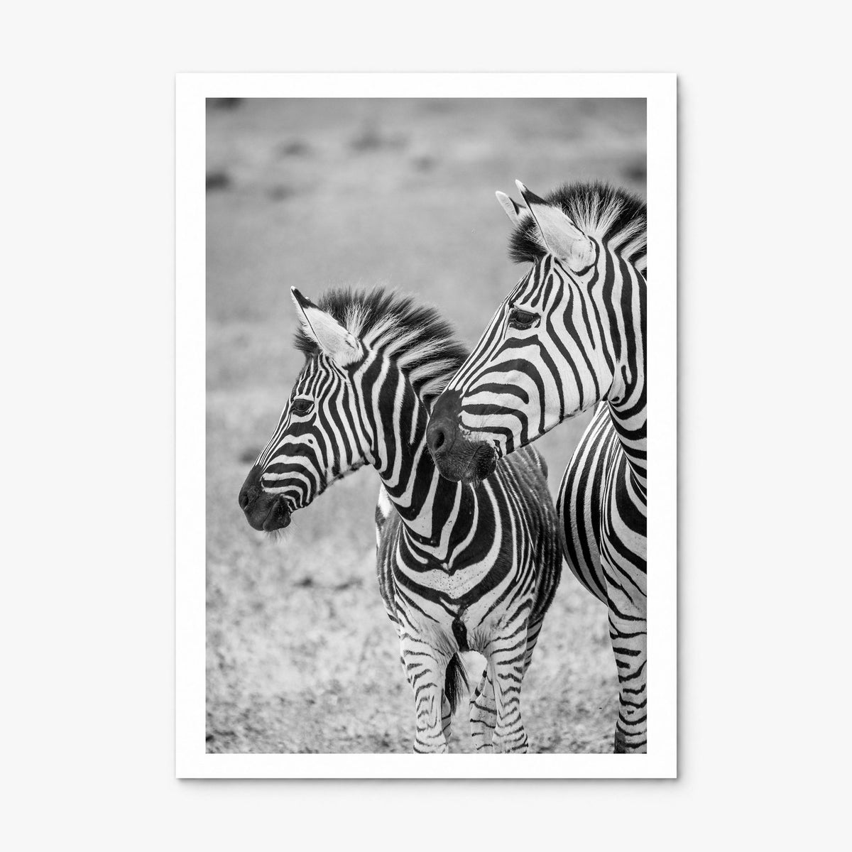 Zebra Photo No 2 Poster, print only (unframed), white border