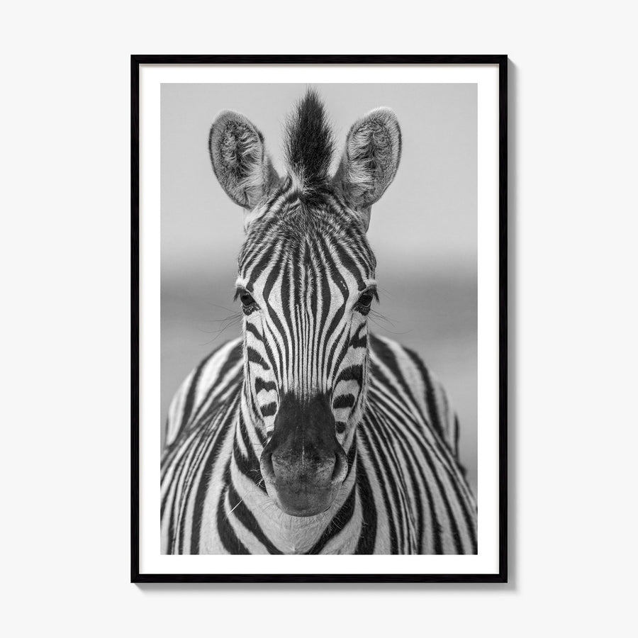 Zebra Photo No 3 Poster, framed poster mockup, white border