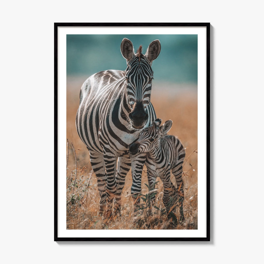 Zebra Photo No 1 Poster, framed poster mockup, white border
