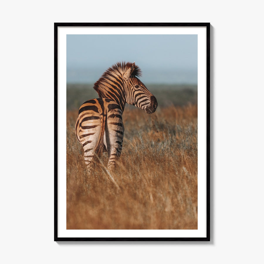 Zebra Photo No 2 Poster, framed poster mockup, white border